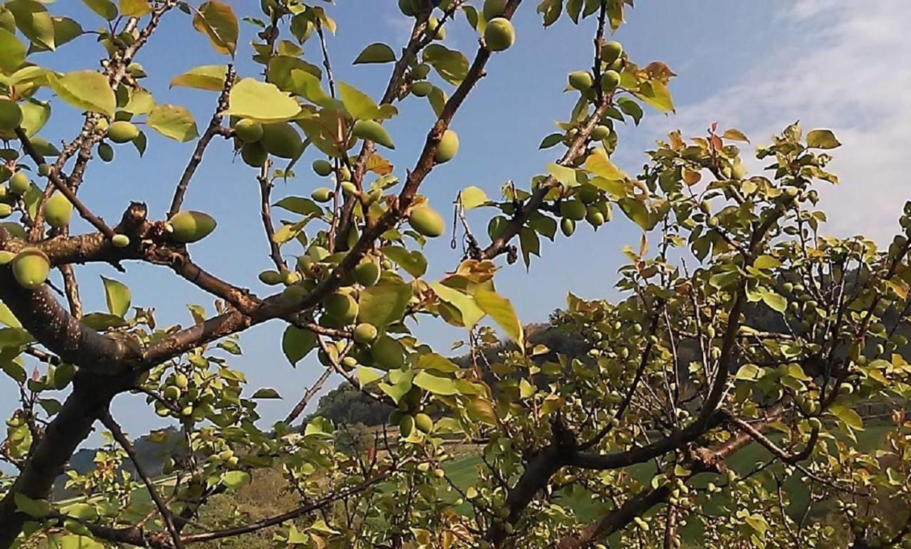 مبيت وإفطار Gaeleon Campofilone المظهر الخارجي الصورة