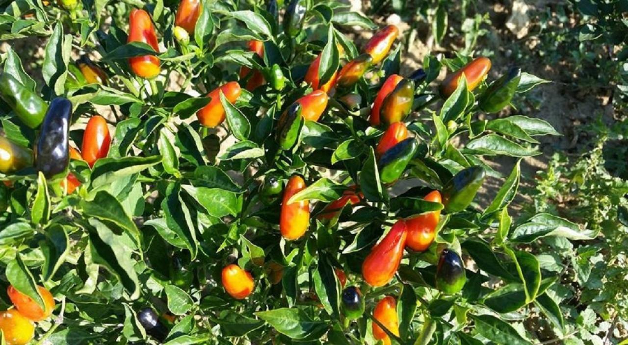 مبيت وإفطار Gaeleon Campofilone المظهر الخارجي الصورة
